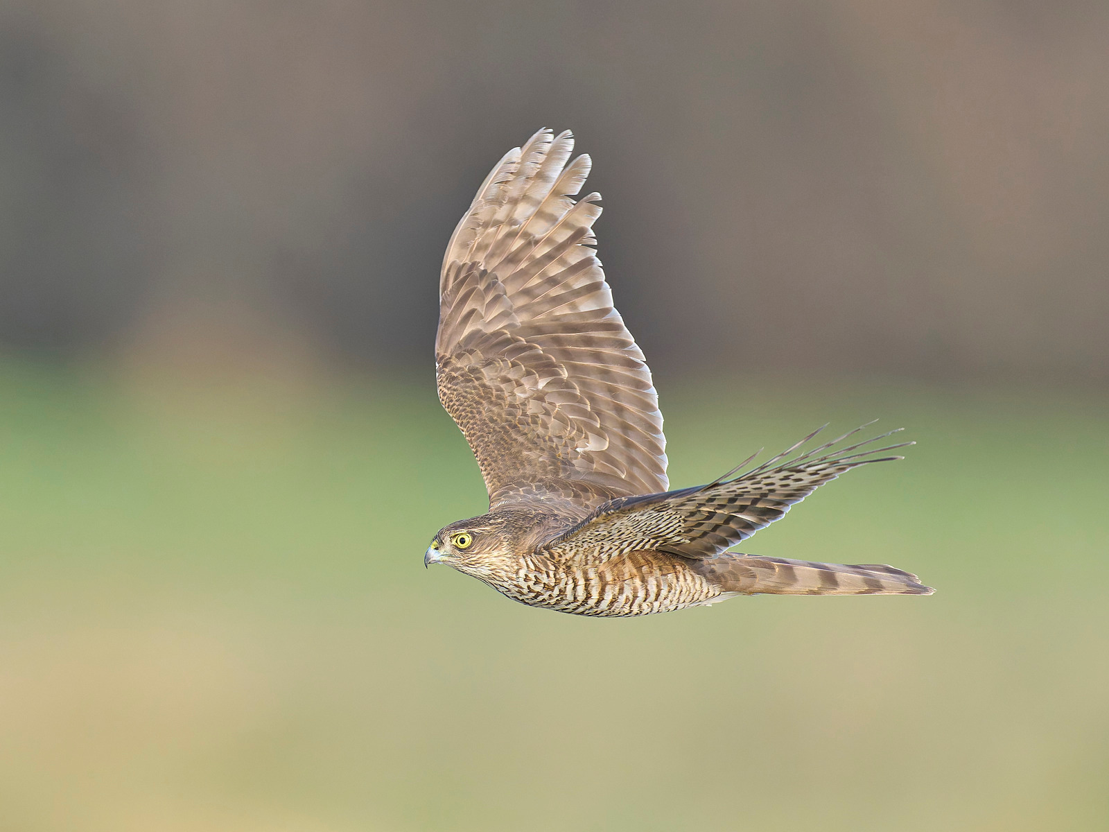  - Sparrowhawk