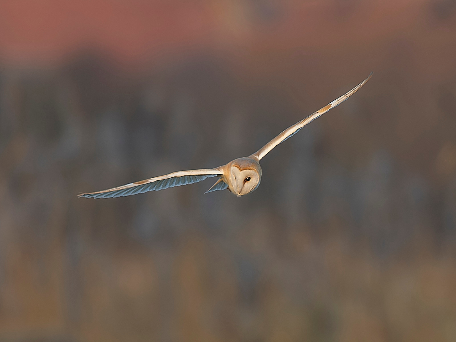  - Barn Owl
