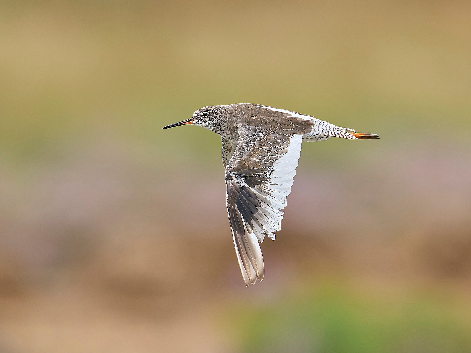  - Redshank