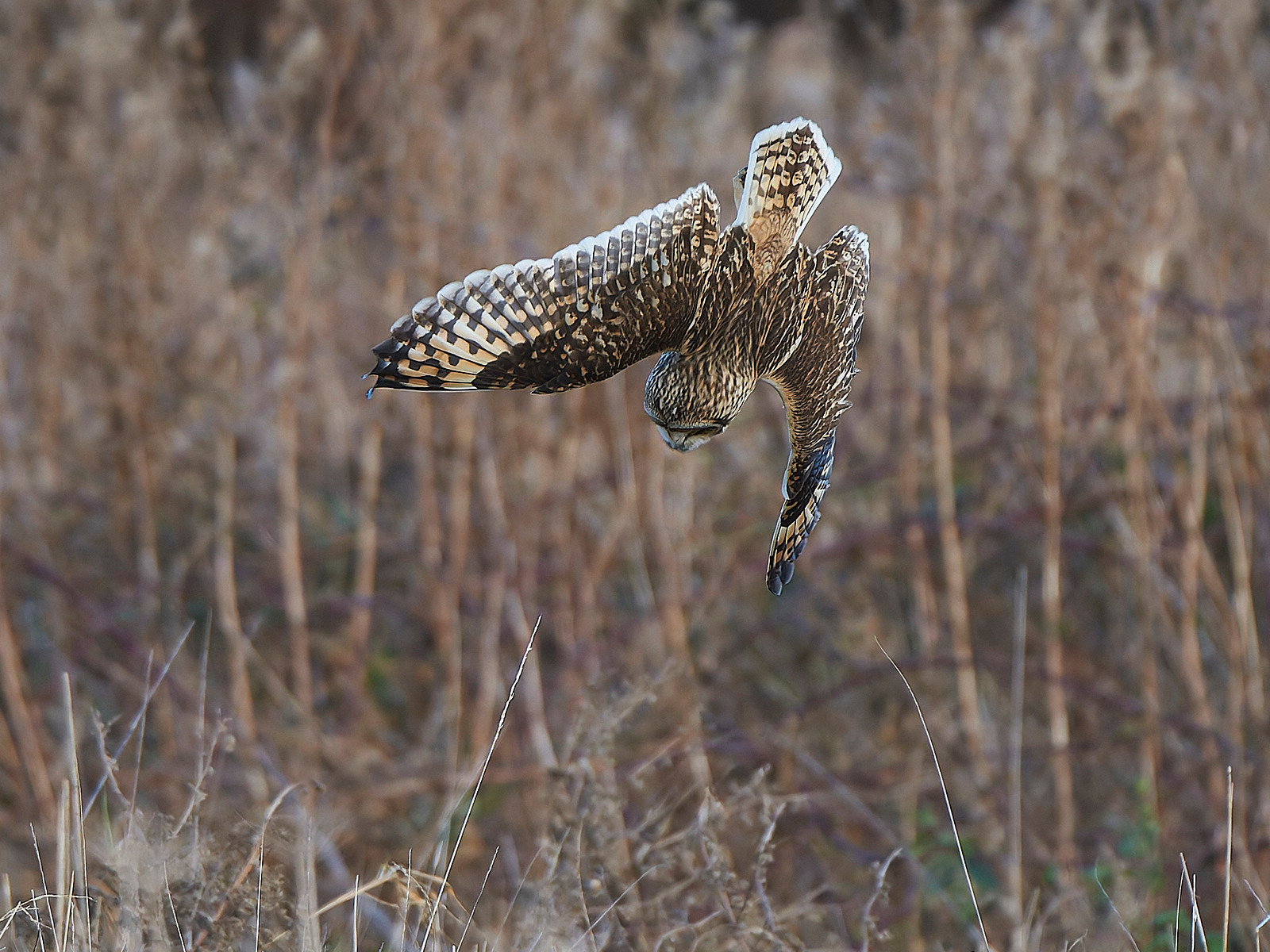  - Short-eared Owl