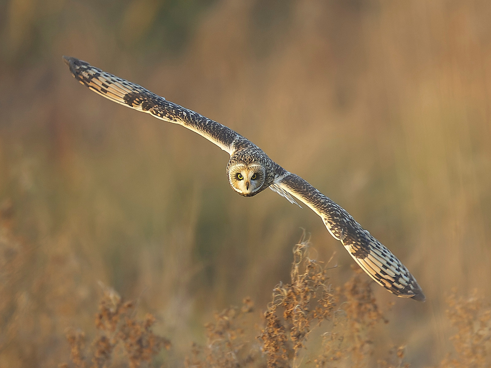  - Short-eared Owl