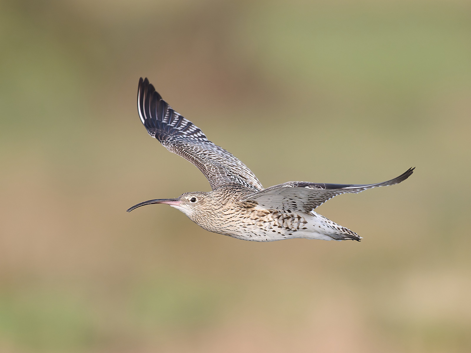  - Curlew