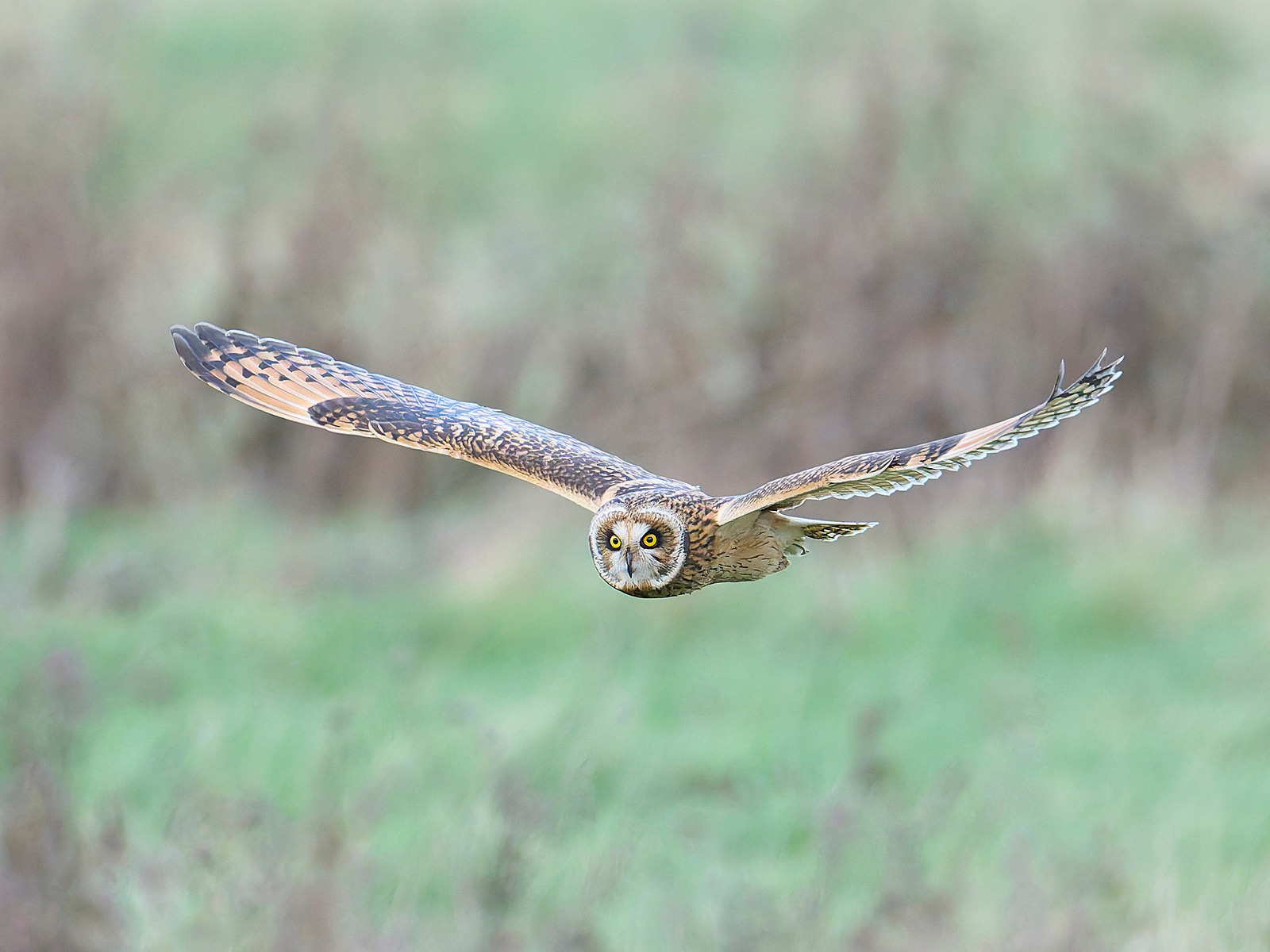  - Short-eared Owl