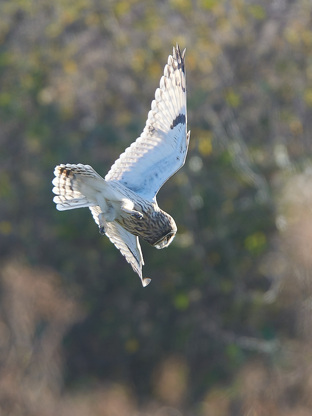 - Short-eared Owl