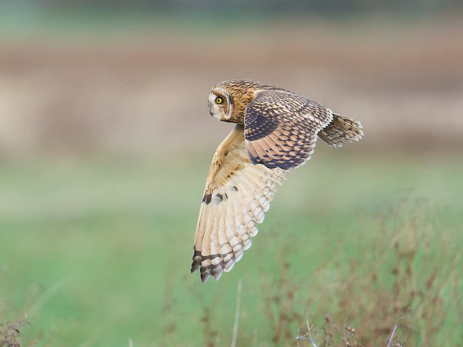  - Short-eared Owl