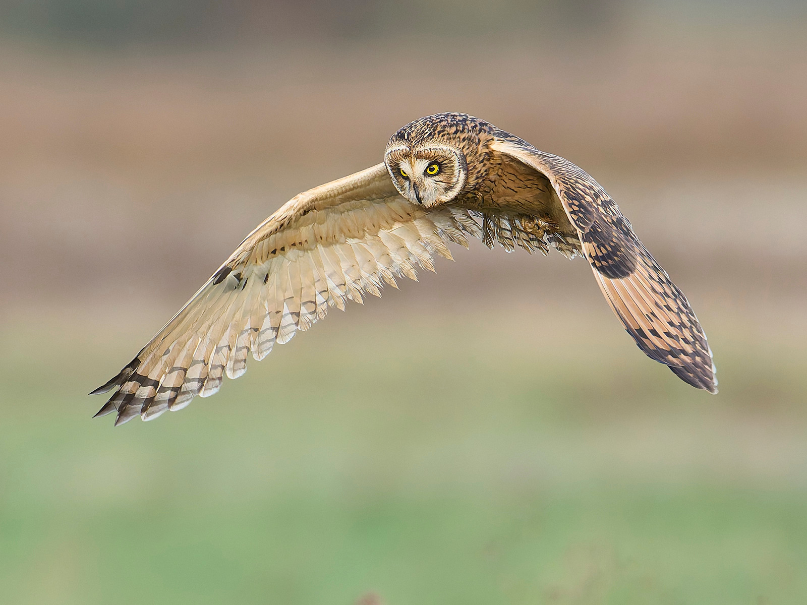  - Short-eared Owl