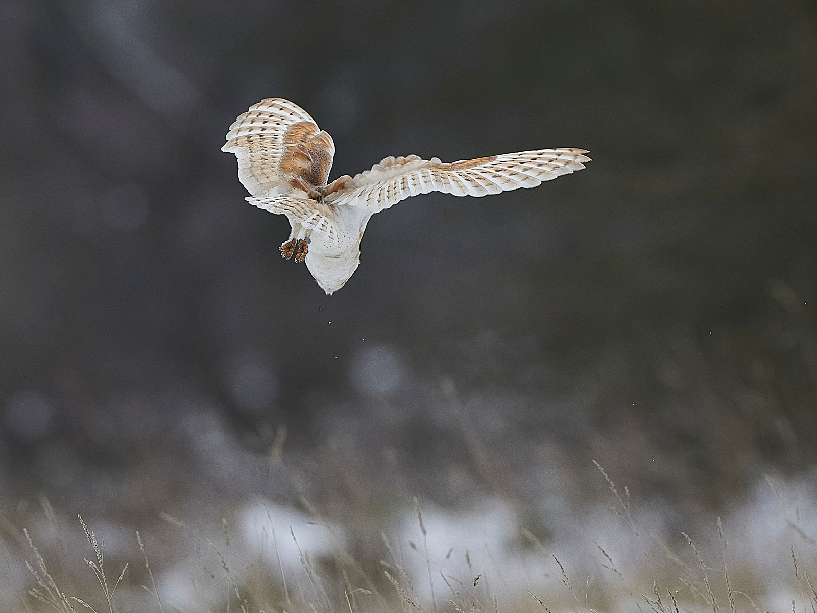  - Barn Owl