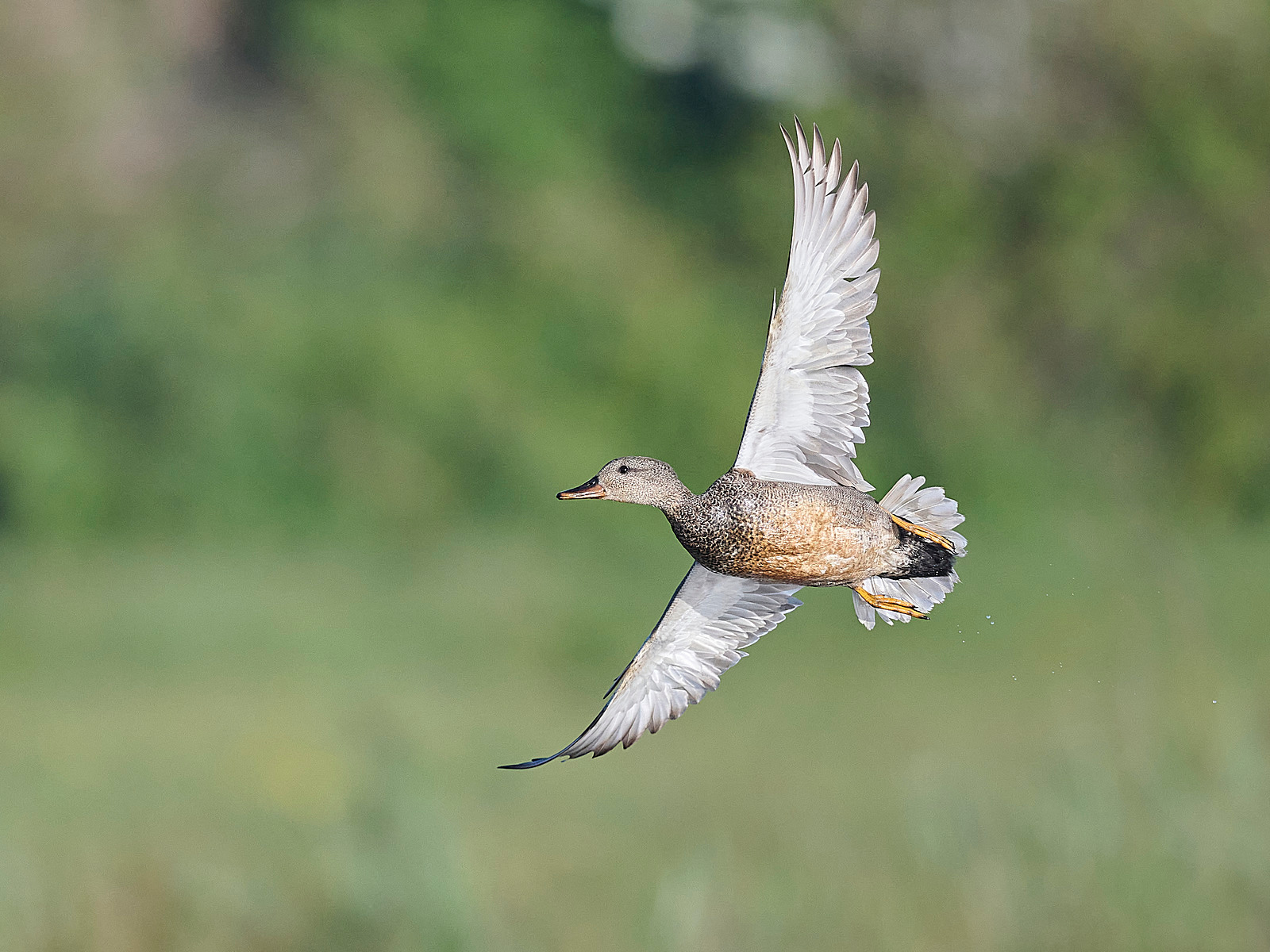  - Gadwall