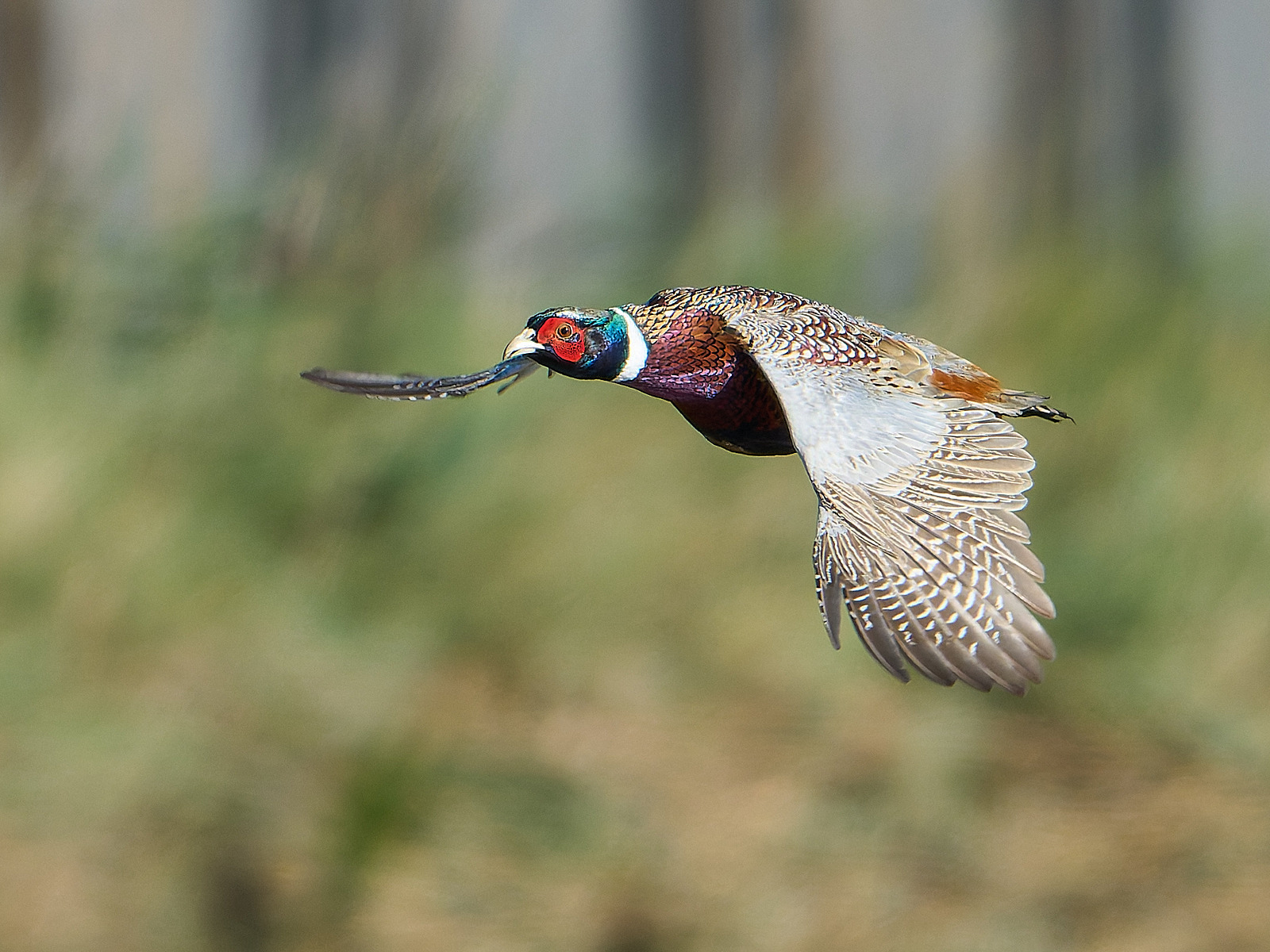  - Pheasant