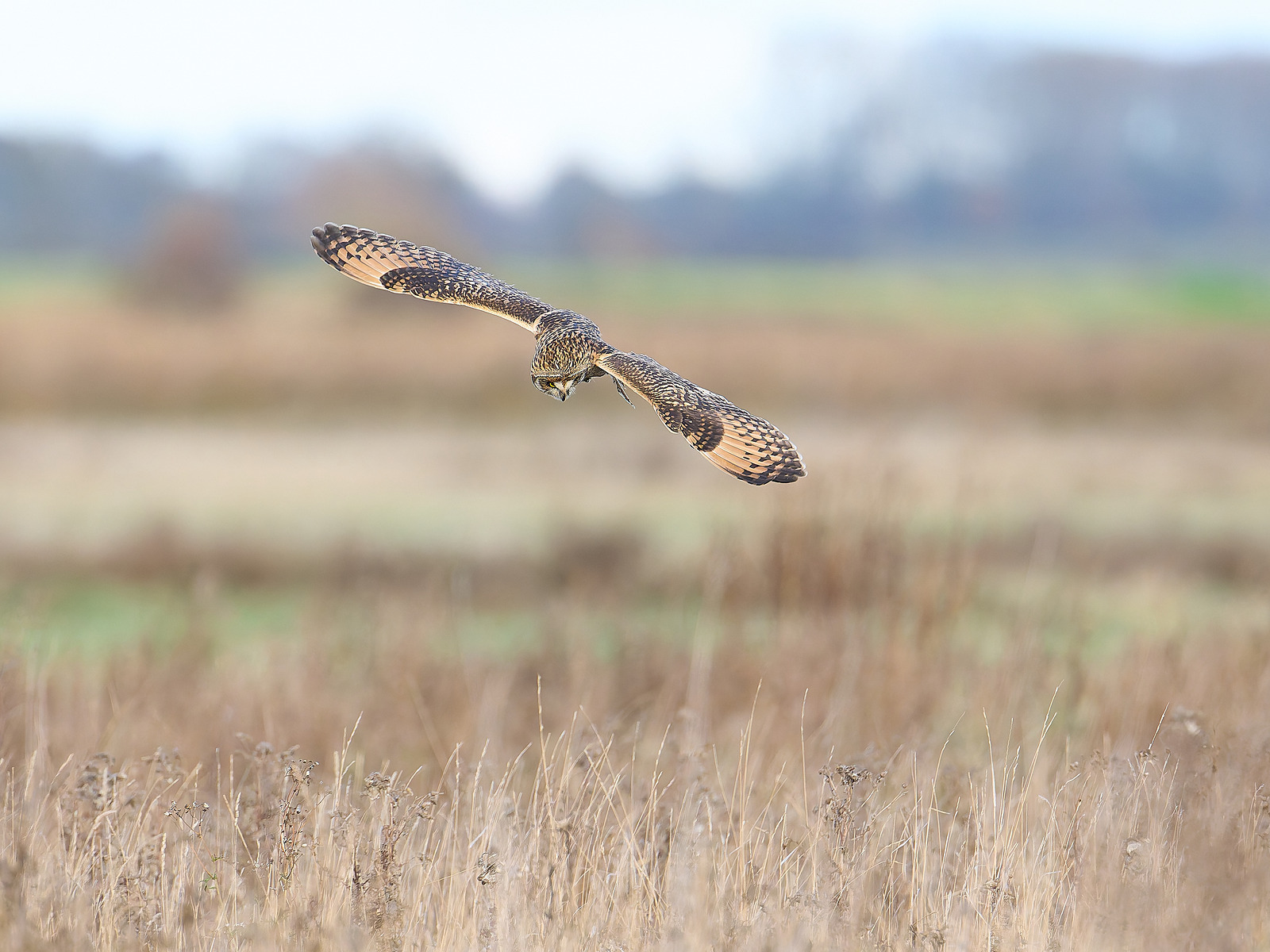  - Birds in Environment