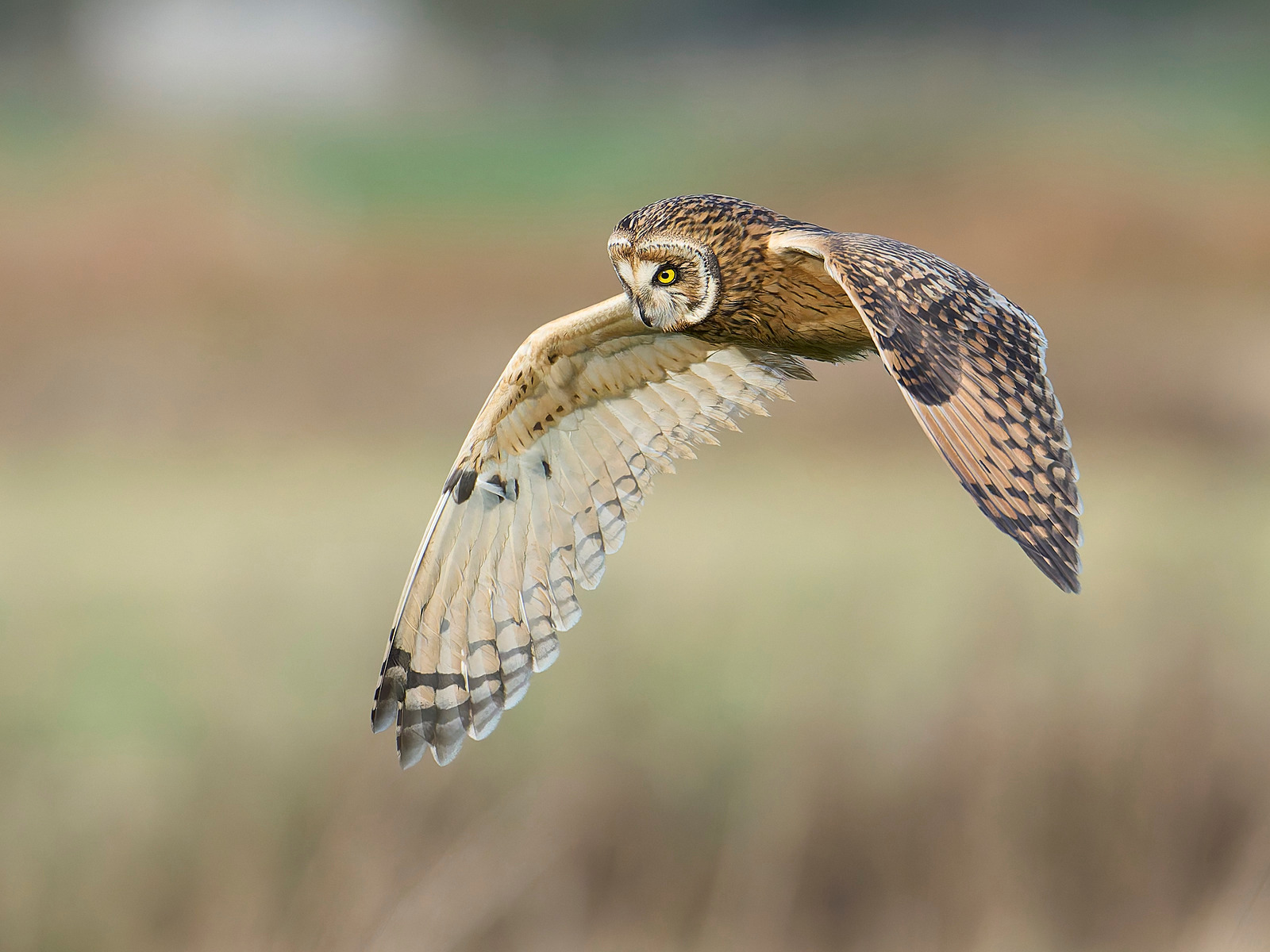  - Short-eared Owl