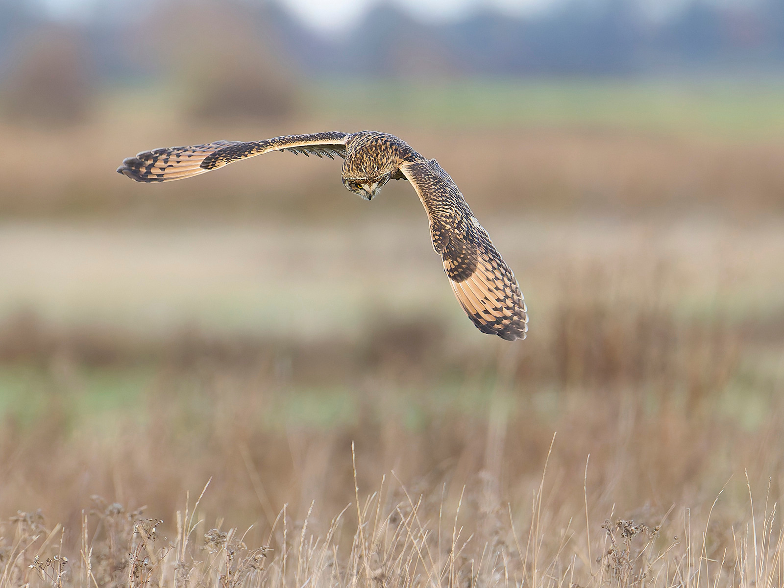  - Short-eared Owl