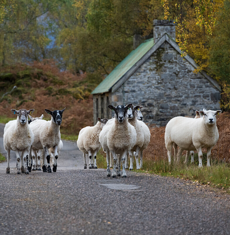 Glen Affric-9 - Glen Affric
