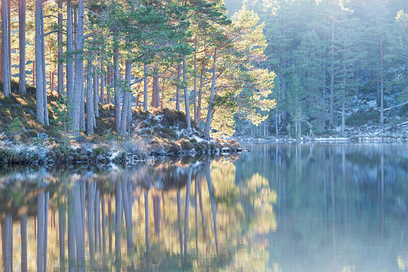 Aviemore-41 - Aviemore Area