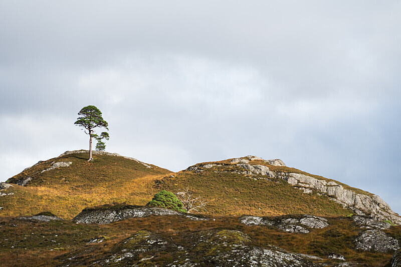 Glen Affric-5 - Glen Affric