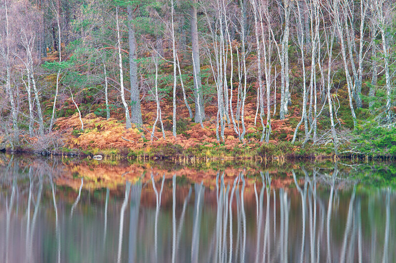 aviemore-31 - Aviemore Area