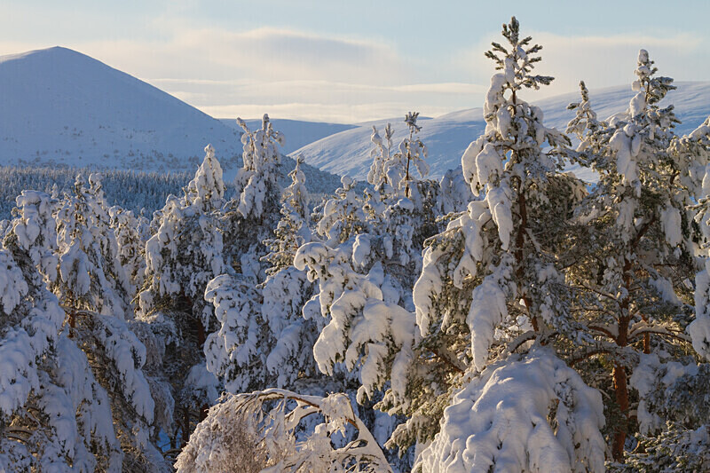 aviemore-25 - Aviemore Area