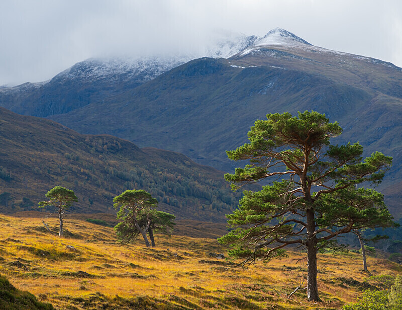 Glen Affric-4 - Glen Affric