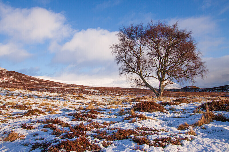 aviemore-18 - Aviemore Area