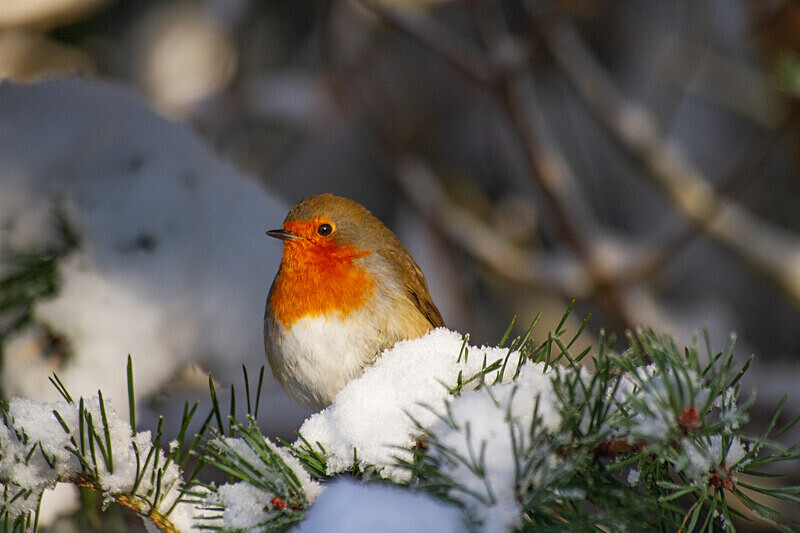 aviemore-26 - Aviemore Area