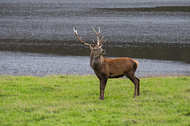Glen Affric-7 - Glen Affric