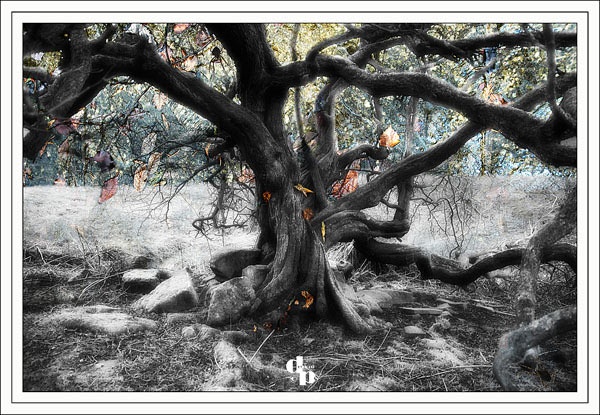 The Wychwood Tree - Digital Art