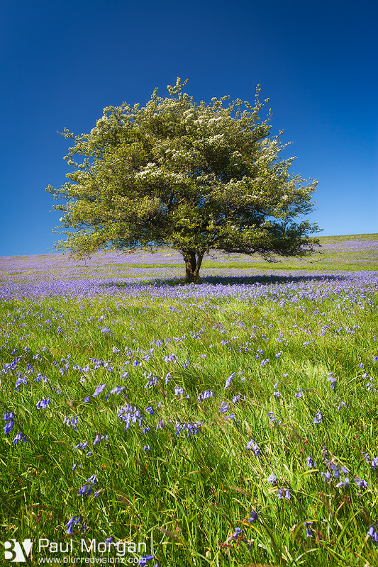 Blue Is The Colour - Landscape (Vertical)