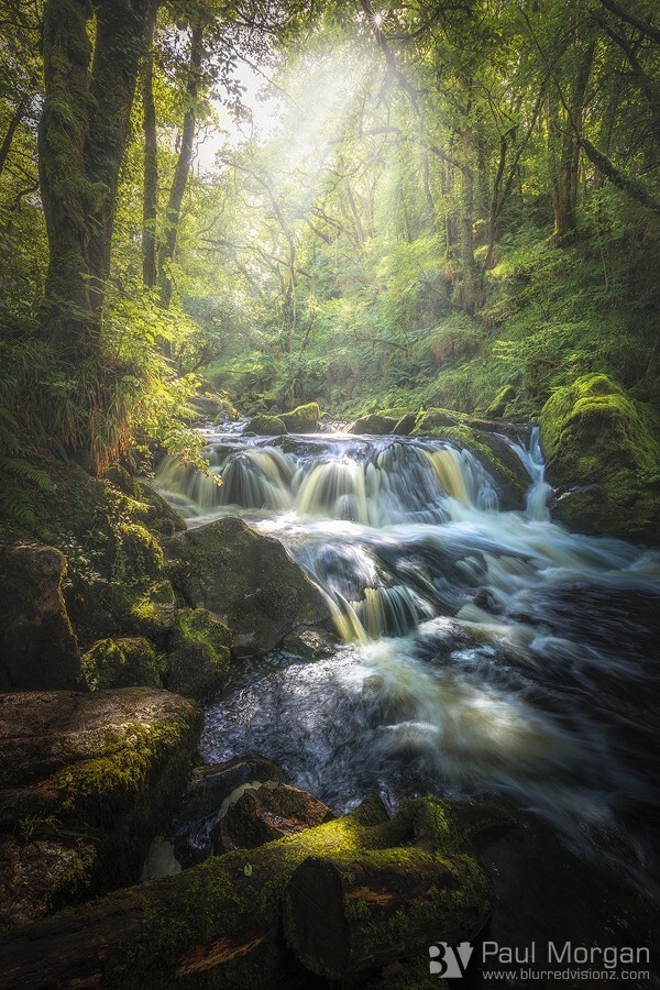 Golitha Glow - Landscape (Vertical)