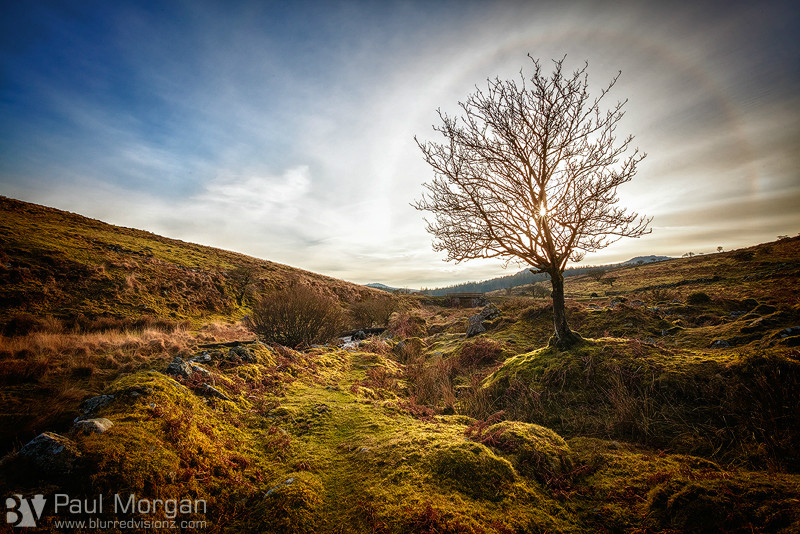 Tree Spirit - Landscape (Horizontal)