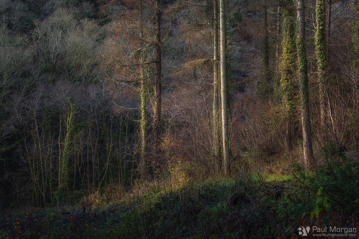 Woodland Waltz - Landscape (Horizontal)
