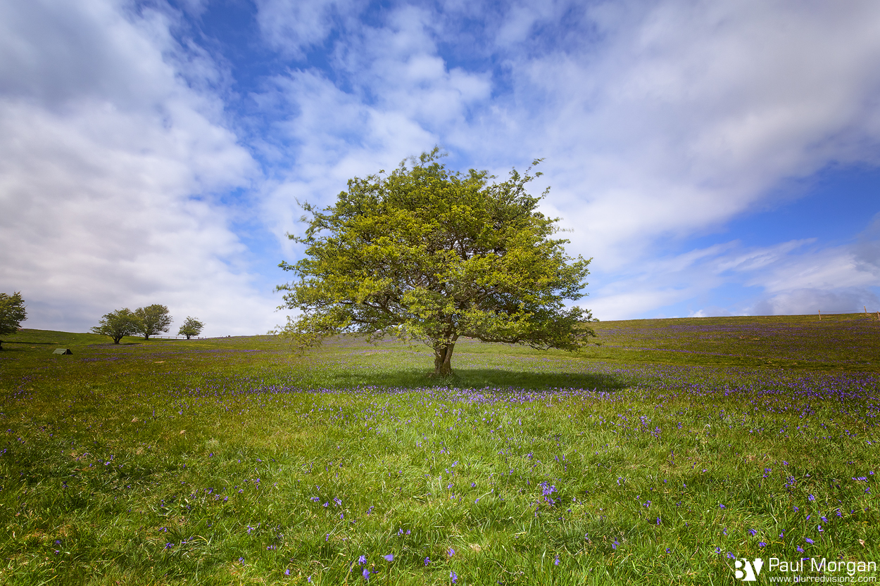 Happiness - Landscape (Horizontal)