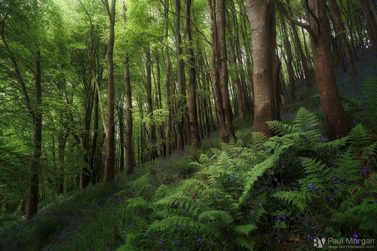 Beeches & Blues - Landscape (Horizontal)