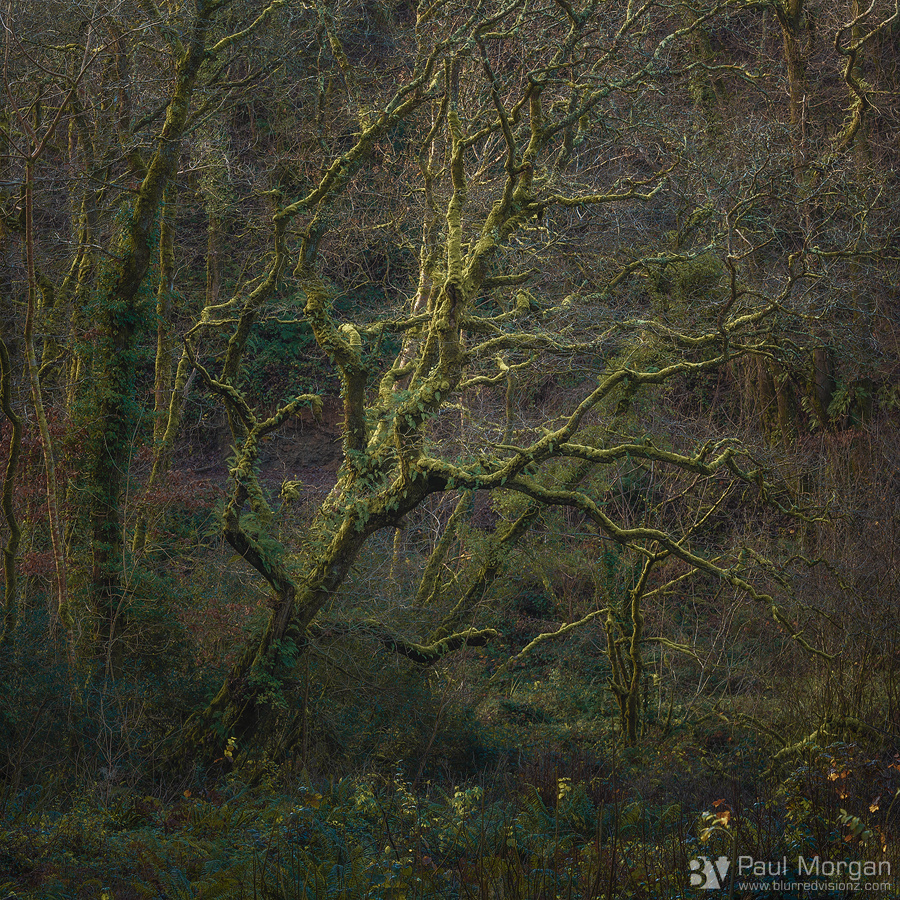 Treelight - Landscape (Square)