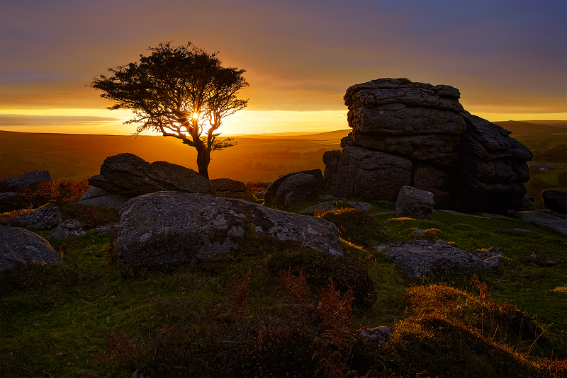 Dartmoor Gold - Landscape (Horizontal)
