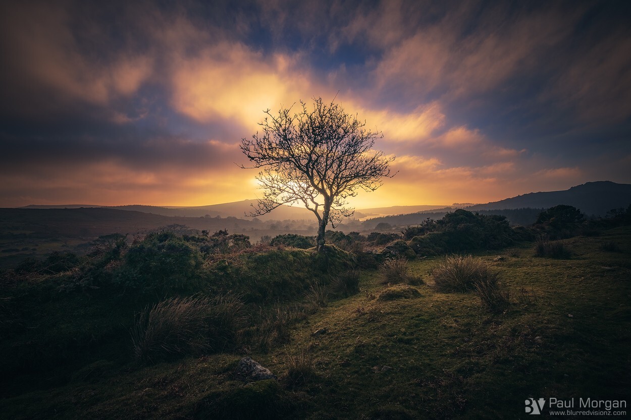Burning Tree II - Landscape (Horizontal)