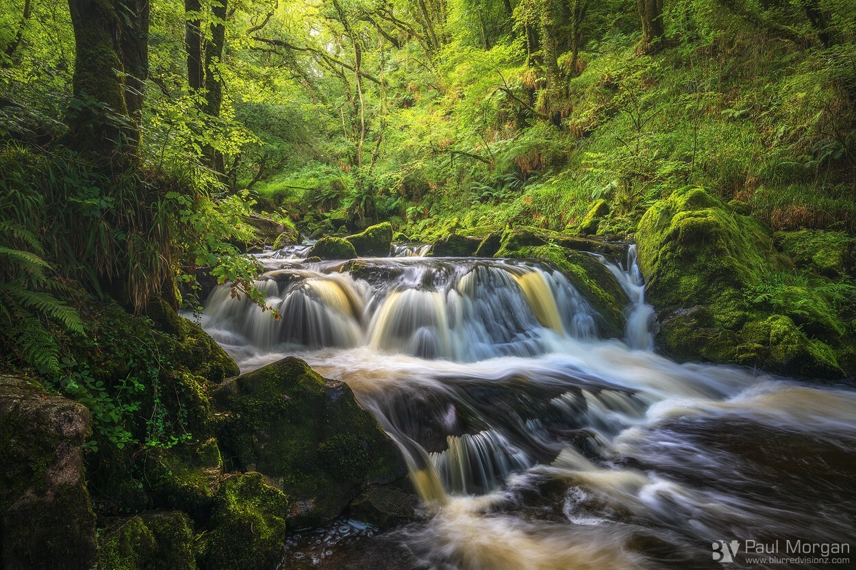 Green Green Golitha - Landscape (Horizontal)