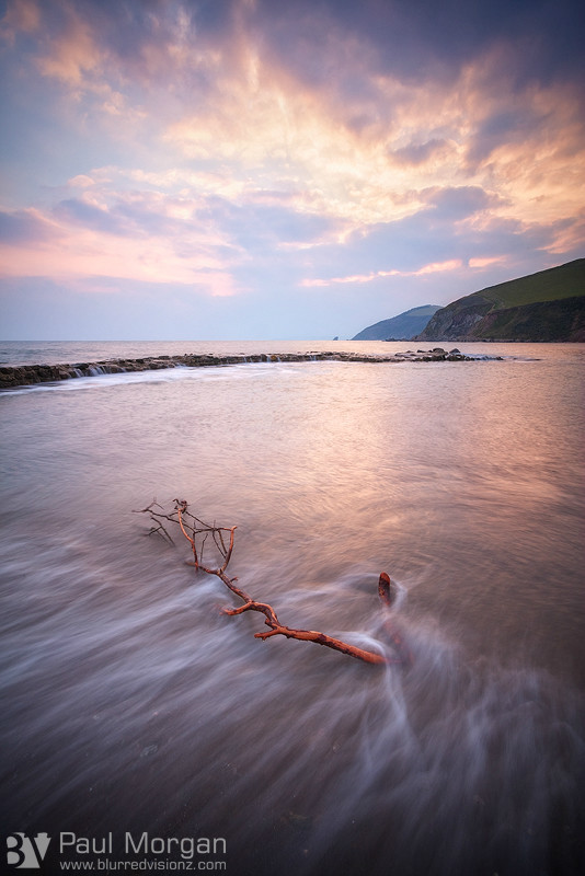 Beach Tree - Landscape (Vertical)