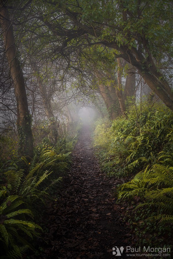 Looking For Alice - Landscape (Vertical)