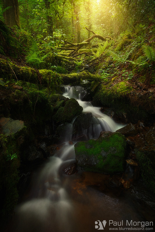 My Precious - Landscape (Vertical)