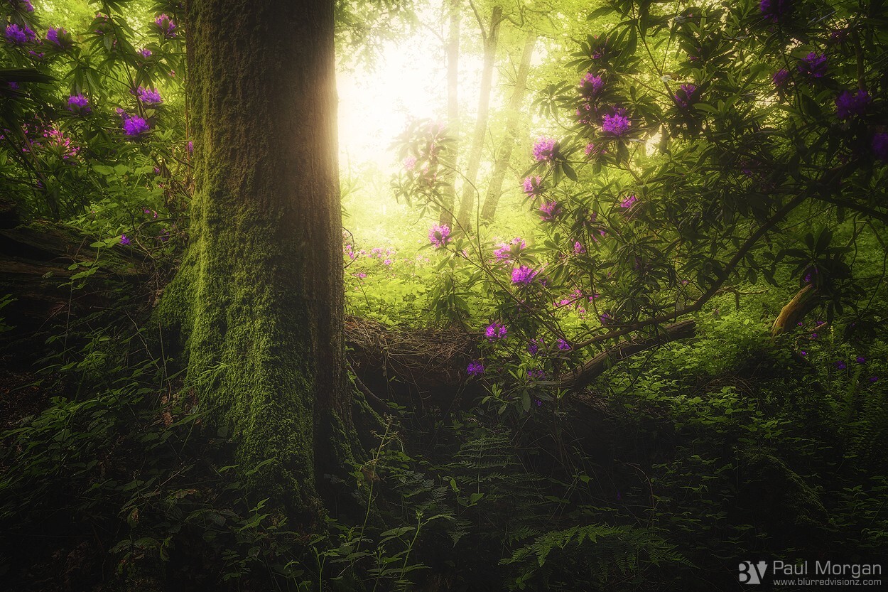 Eden - Landscape (Horizontal)