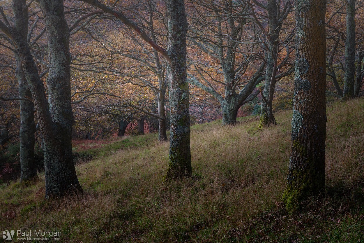 Wood Rust - Landscape (Horizontal)