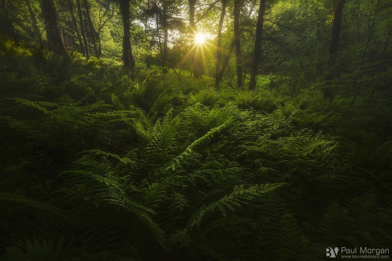 Light Green - Landscape (Horizontal)