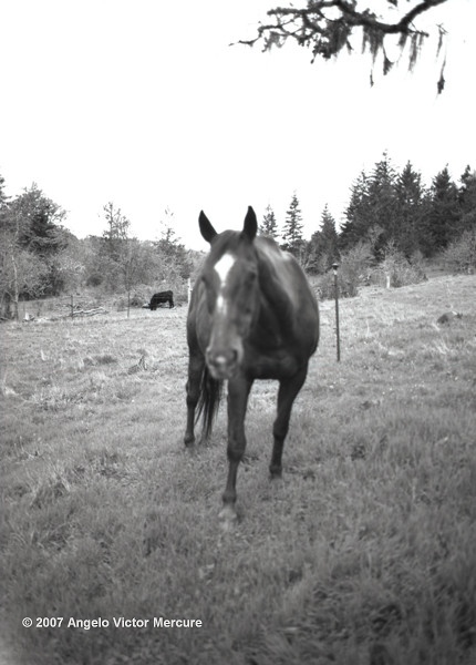 314 - Horses