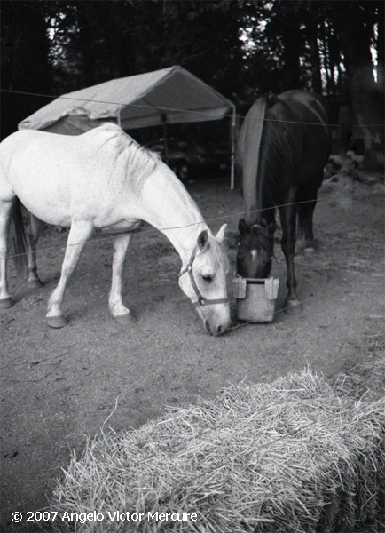 332 - Horses