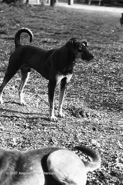 105 - Feral Dogs