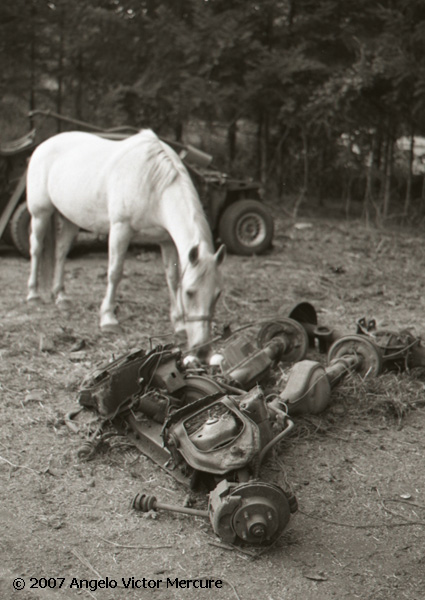 324 - Horses