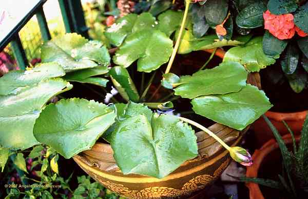 903 - Twilight Imagery