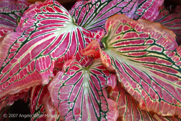 911 - Twilight Imagery