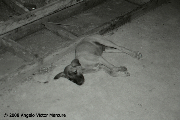 109 - Feral Dogs