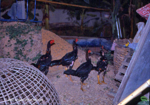 908 - Twilight Imagery